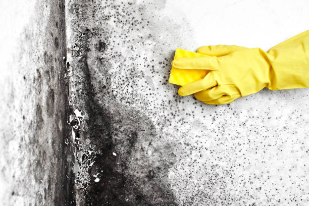 Best Toxic Mold Removal  in Suncoast Estates, FL