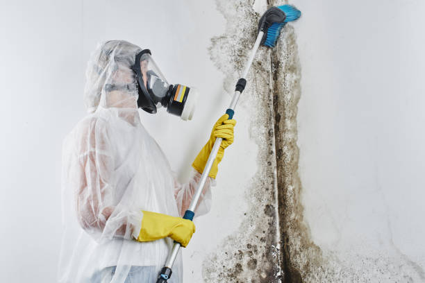 Mold Removal Process in Suncoast Estates, FL