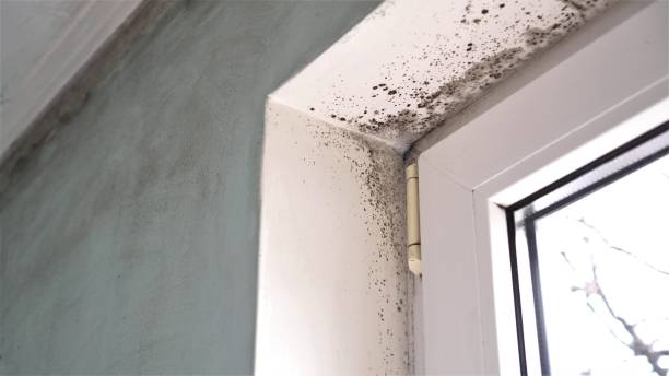 Best Attic Mold Removal  in Suncoast Estates, FL