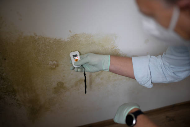 Certified Mold Removal in Suncoast Estates, FL