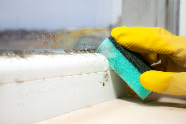 Best Mold Testing  in Suncoast Estates, FL