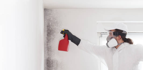 Suncoast Estates, FL Mold Removal Company