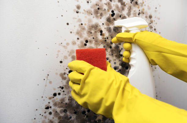 Mold Removal and Inspection in Suncoast Estates, FL