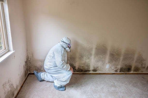 Best Office Mold Removal Services  in Suncoast Estates, FL