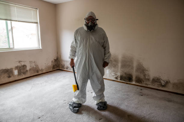 Best Black Mold Removal  in Suncoast Estates, FL