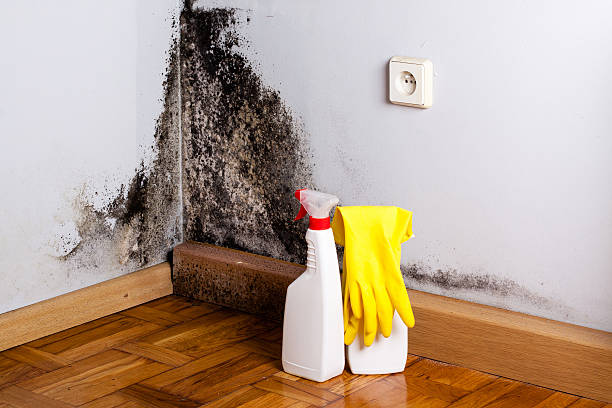 Best Crawl Space Mold Removal  in Suncoast Estates, FL