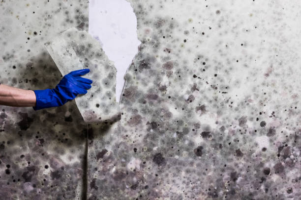 Best Residential Mold Removal  in Suncoast Estates, FL