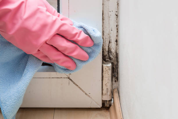 Best Home Mold Removal  in Suncoast Estates, FL