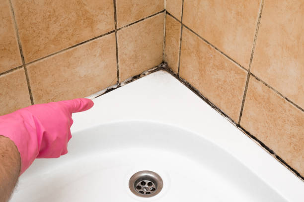 Best Mold Testing  in Suncoast Estates, FL