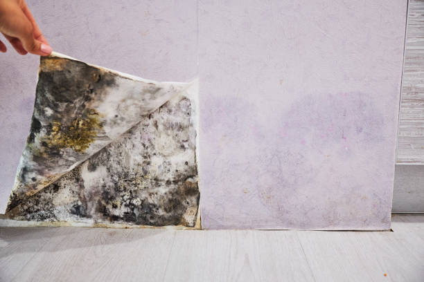 Best Mold Remediation  in Suncoast Estates, FL